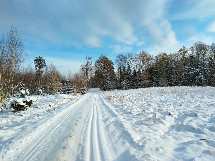 »Virkelig fede forhold i Gribskov til klassisk i dag (torsdag formiddag)! Perfekt med gamle ski«. Sådan skrev en ivrig langrendsløber, der har taget dette foto i Gribskov. Foto: Anna Søgaard Hanusova