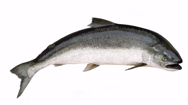 Laksen er et af de dyr, der er i problemer, også i Danmark, på grund af klimaforandring. 
