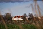 1. august 2000 blev Danmark officielt godkendt af EU som kommercielt vinland. Indtil 2007 var det dog kun muligt at producere såkaldt bordvin i Danmark, som hverken måtte mærkes med druesort eller årgang. ​ Foto: Alexander Vissing