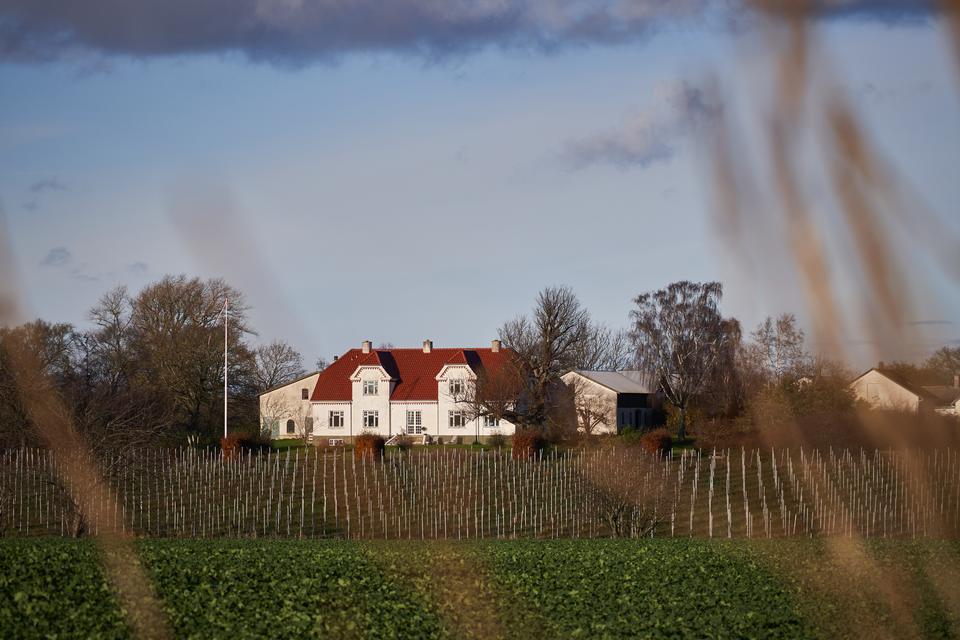 1. august 2000 blev Danmark officielt godkendt af EU som kommercielt vinland. Indtil 2007 var det dog kun muligt at producere såkaldt bordvin i Danmark, som hverken måtte mærkes med druesort eller årgang. ​ Foto: Alexander Vissing