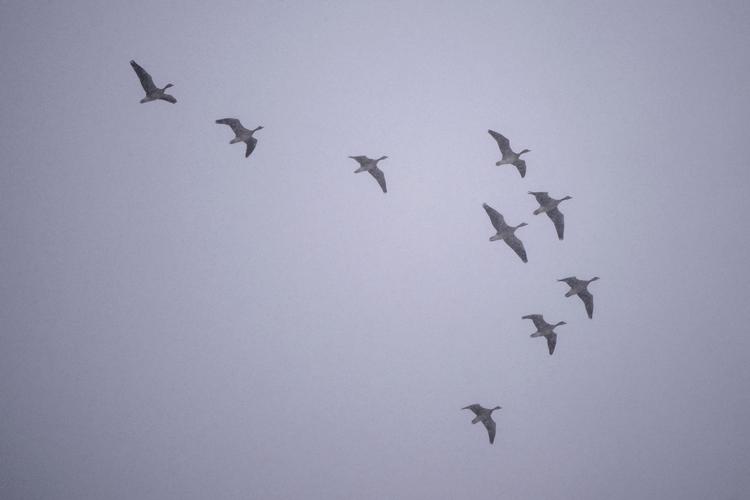 Hegn i dyreanlæg i Givskud Zoo er bukket under for snemasserne. Det betyder, at nogle dyr holdes inde i staldene, indtil hegnene er repareret. Foto: Bo Amstrup/Ritzau Scanpix