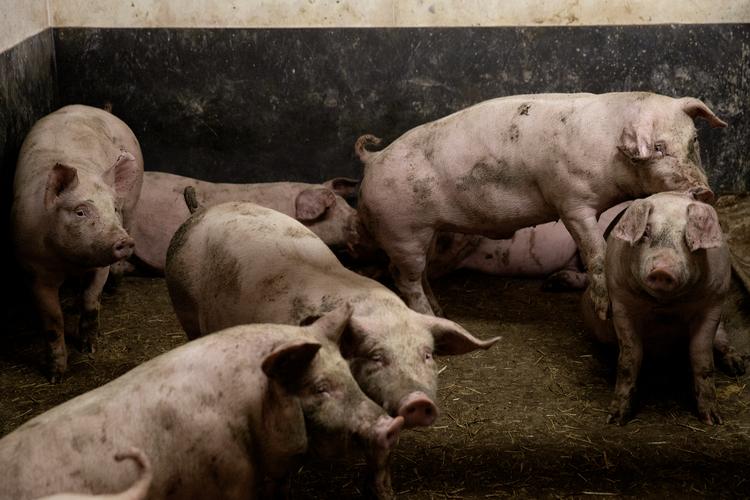 Danmark har fået sin første dyrevelfærdsaftale.  Foto: Peter Hove Olesen