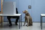 Hunden Oskar venter på, at dens herre får sat sit kryds ved ekstravalget i Berlin, der skulle korrigere fadæsen fra forbundsdagsvalget i 2021.
 Foto: Annegret Hilse/Ritzau Scanpix