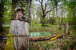 Naturen skulle få sin plads i Naturnationalpark Gribskov, Naturparken skal henligge stort set urørt og udvikle sig på egne præmisser. For at fremskynde omsætningen af biomassen 'ringer' man enkelte træer, der derved hurtigt dør.  Foto: Morten Langkilde/Morten Langkilde