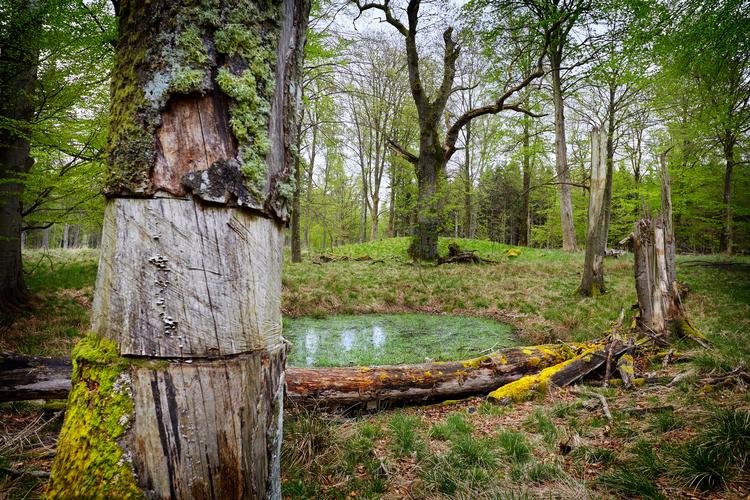 Naturen skulle få sin plads i Naturnationalpark Gribskov, Naturparken skal henligge stort set urørt og udvikle sig på egne præmisser. For at fremskynde omsætningen af biomassen 'ringer' man enkelte træer, der derved hurtigt dør.  Foto: Morten Langkilde/Morten Langkilde
