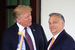 Ungarns leder, Viktor Orbán, besøgte i 2019 Det Hvide Hus, mens Donald Trump var USA's præsident. Nu skal de mødes igen. Denne gang i Florida. Foto: Manuel Balce Ceneta/Ritzau Scanpix