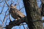 Man droppede hurtigt at fange Flaco ind igen, da han fandt sig til rette i det fri, lød det fra den zoologiske have i New York.  Foto: Seth Wenig/Ritzau Scanpix