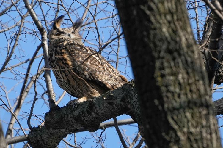 Man droppede hurtigt at fange Flaco ind igen, da han fandt sig til rette i det fri, lød det fra den zoologiske have i New York.  Foto: Seth Wenig/Ritzau Scanpix