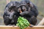 Det er ikke disse chimpanser, der får glæde af millionerne i Københavns Zoo - de blev fotograferet i Arnheims zoologiske have i Tyskland for nogle år siden.  Foto: Vidiphoto/Ritzau Scanpix