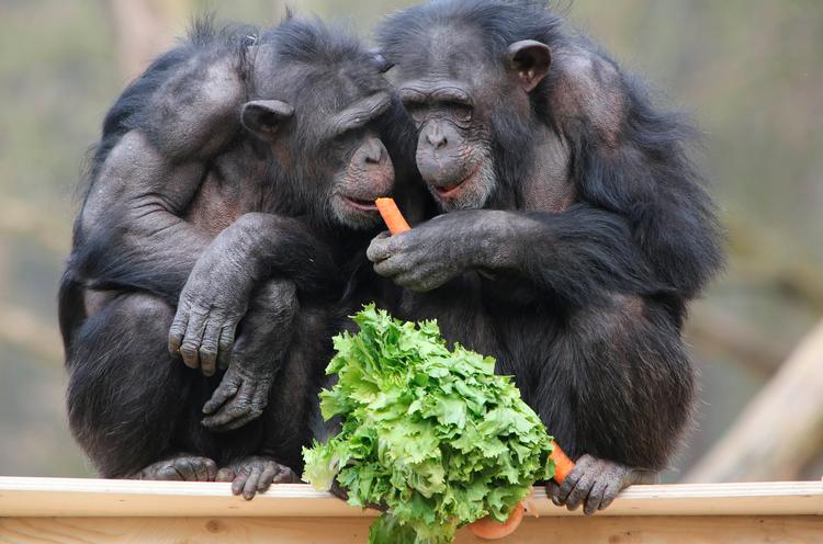 Det er ikke disse chimpanser, der får glæde af millionerne i Københavns Zoo - de blev fotograferet i Arnheims zoologiske have i Tyskland for nogle år siden.  Foto: Vidiphoto/Ritzau Scanpix