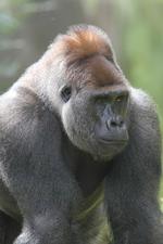 Foto: Givskud Zoo