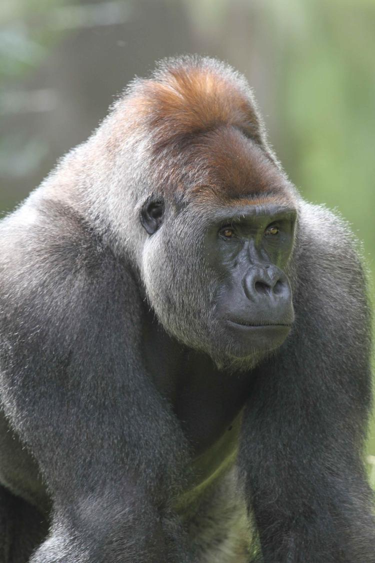 Foto: Givskud Zoo