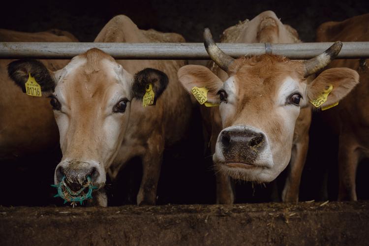 Økologiske landmænd rammes allerhårdest af en CO2-afgift og vil derfor have godskrevet fordelene ved økologi, når en afgift udformes.  Foto: Benjamin Krog