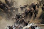 Det skønnes, at der årligt vandrer 1,3 millioner gnuer gennem Serengeti i Tanzania og Masai Mara i Kenya. De lange vandringer er vigtige for gnuernes genetiske sundhed, viser ny dansk forskning. Foto: Mogens Trolle