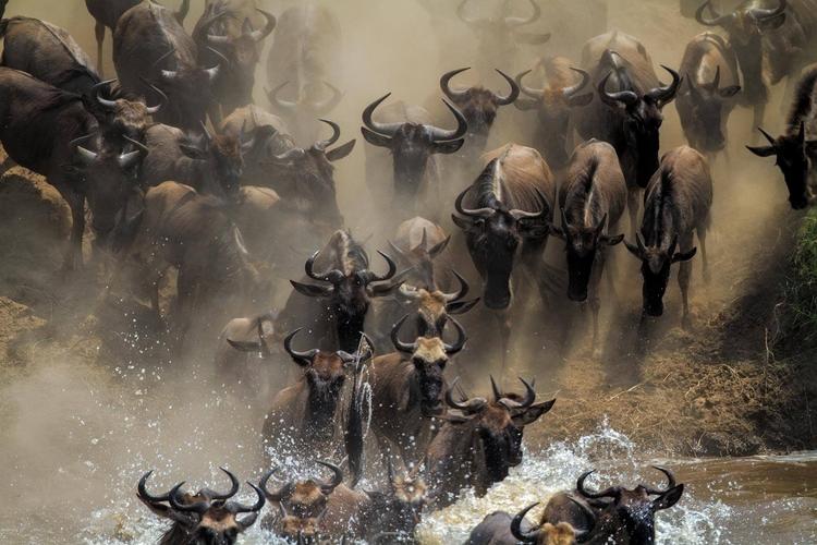 Det skønnes, at der årligt vandrer 1,3 millioner gnuer gennem Serengeti i Tanzania og Masai Mara i Kenya. De lange vandringer er vigtige for gnuernes genetiske sundhed, viser ny dansk forskning. Foto: Mogens Trolle