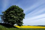 Snart blomstrer rapsmarkerne landet over, og vi går ind i sæsonen for græsslåmaskiner. Landskabet bliver med andre ord præcis, som mange danskere nyder det allermest. Men både marker og plæner er ørkener for biodiversitet og gør ikke meget for den grønne omstilling. Så hvorfor hylder vi dem som vartegn for dansk idyl?  Foto: Jens Dresling