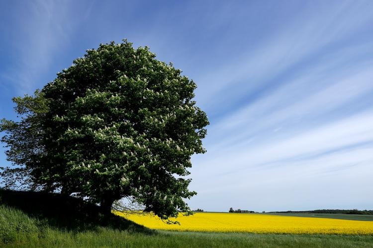 Snart blomstrer rapsmarkerne landet over, og vi går ind i sæsonen for græsslåmaskiner. Landskabet bliver med andre ord præcis, som mange danskere nyder det allermest. Men både marker og plæner er ørkener for biodiversitet og gør ikke meget for den grønne omstilling. Så hvorfor hylder vi dem som vartegn for dansk idyl?  Foto: Jens Dresling