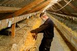 Martin Korsbæk venter på erstatning for den minkfarm, han måtte lukke, da alle hans mink blev aflivet, men han tror på faget og synes, at minkpelse er et fantastisk produkt, så han er startet forfra på en anden – og meget ældre – minkfarm.  Foto: Cathrine Ertmann/Cathrine Ertmann