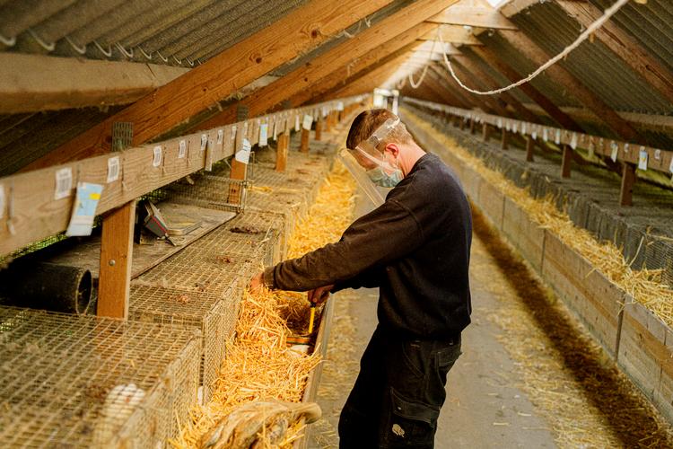Martin Korsbæk venter på erstatning for den minkfarm, han måtte lukke, da alle hans mink blev aflivet, men han tror på faget og synes, at minkpelse er et fantastisk produkt, så han er startet forfra på en anden – og meget ældre – minkfarm.  Foto: Cathrine Ertmann/Cathrine Ertmann