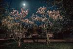 Som en del af serien 'Hvad er et yndigt land?' samler Politiken på fotos af det, der gør vores land mindre eller mere smukt. Måske er magnolien også en af sidstnævnte for dig. Foto: Miriam Dalsgaard