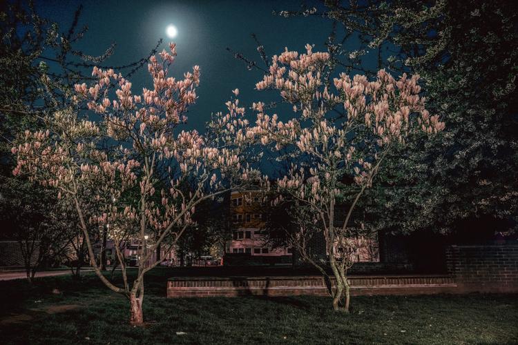 Som en del af serien 'Hvad er et yndigt land?' samler Politiken på fotos af det, der gør vores land mindre eller mere smukt. Måske er magnolien også en af sidstnævnte for dig. Foto: Miriam Dalsgaard