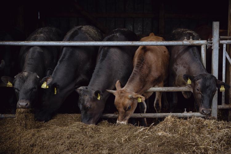 Økologisk Landsforening vil have færre køer i Danmark og større fokus på plantebaserede fødevarer i landbruget. Foto: Benjamin Krog
