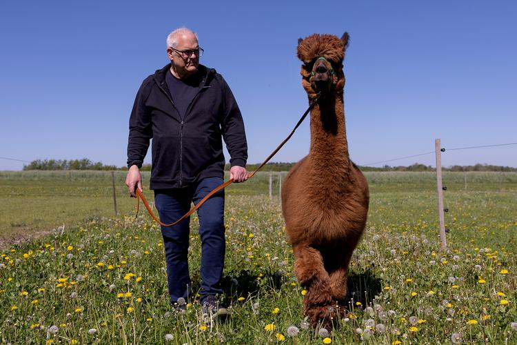 Min firbenede ven Coco er ifølge Katja Piil udvalgt til dagens tur, fordi han godt kan lide fotografer. Den syvårige alpaka har blandt andet medvirket i tv-serien 'Sunday' og en musikvideo med rapperen Per Vers. Foto: Finn Frandsen