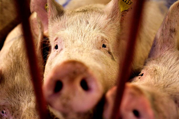 »Svinet kan ikke ligesom mennesket tale og organisere sig i et oprør. Derfor er det nødvendigt, at flere taler svinets sag og arbejder for en systemændring«, skriver Mette Mølbak. Foto: Per Folkver