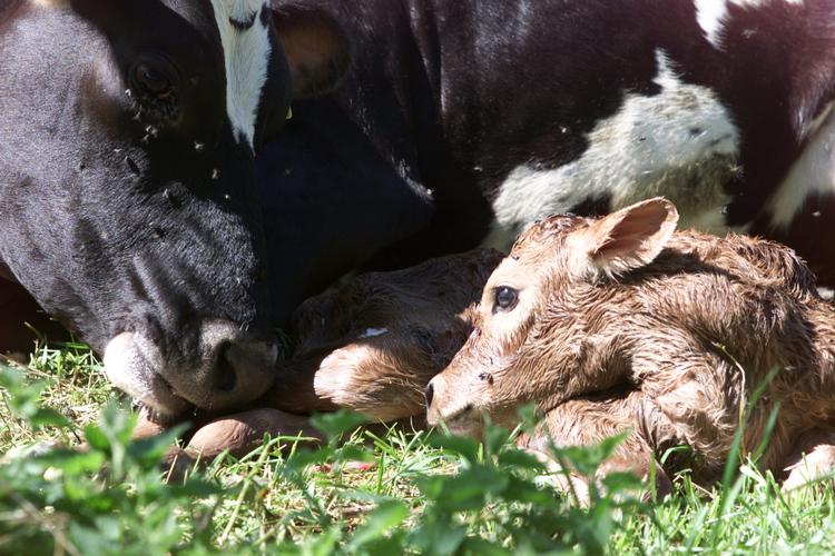 Antallet af hjerter på dyrevelfærdsmærket kød fortæller blandt andet om dyret har haft adgang til udeareal og plads til at bevæge sig. Foto: Lars Hansen