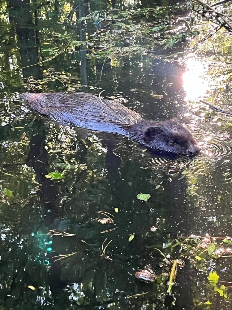 Den vilde bæver på legepladsen blev hentet af Dyrenes Beskyttelse og bragt til Knuthenborg Dyrepark. Siden blev den kørt til AQUA Dyrepark i Silkeborg, hvor den bliver undersøgt for smitsomme sygdomme, inden den slippes fri. Foto: Morten Vissing, AQUA Dyrepark Foto: Morten Vissing / Aqua Dyrepark