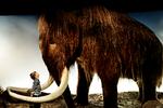 På Zoologisk Museum i København kunne man se en model af en mammut, som især de mindste besøgende var meget optaget af. Foto: Martin Bubandt
