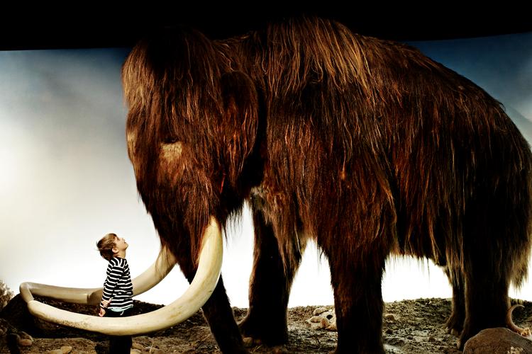 På Zoologisk Museum i København kunne man se en model af en mammut, som især de mindste besøgende var meget optaget af. Foto: Martin Bubandt