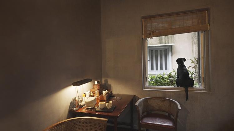 Bijoy Jain fortæller, hvordan en af hans syv hunde var en miserabel herreløs hund, som han mødte i Goa, og som nogen havde efterladt. Den henvendte sig til ham, og han kunne ikke andet end tage den med sig. 