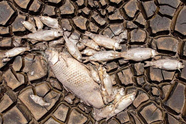 I sidste uge begyndte de døde fisk at hobe sig op i revnerne på lagunens udtørrede bund. Foto: Alex Arzaga/Ritzau Scanpix