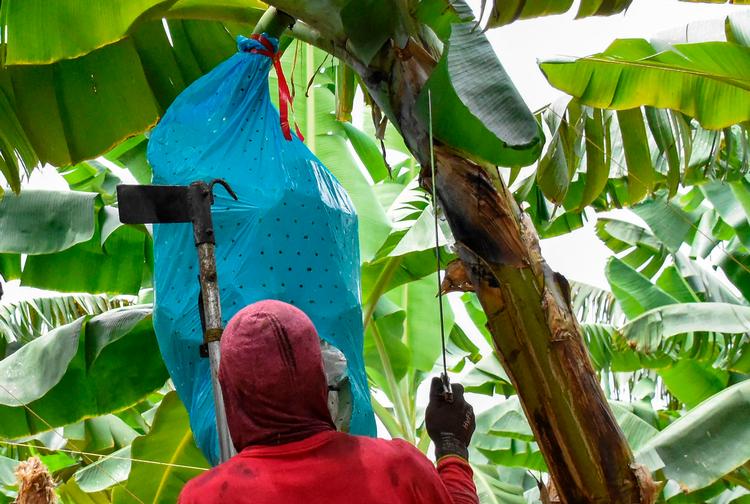 Chiquita Brands meddelte tirsdag, at man vil appellere afgørelsen, der for første gang i USA's historie gør et multinationalt firma ansvarlig for overtrædelse af menneskerettigheder i et andet land.  Foto: Danilo Gomez/Ritzau Scanpix