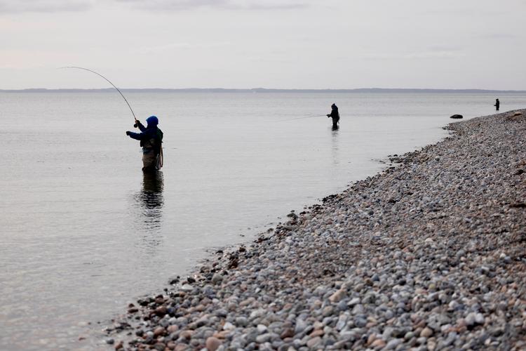 Udenlandske fiskegæster, der fisker efter blandt andet havørreder, har manglet i år på grund af en øget mængde fedtemøg, lyder det fra lejrchef Martin Pedersen.  Foto: Thomas Borberg