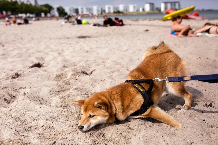 Solcreme til hunde og katte? Jep, det er en ting. Åbenbart. Foto: Ivan Boll