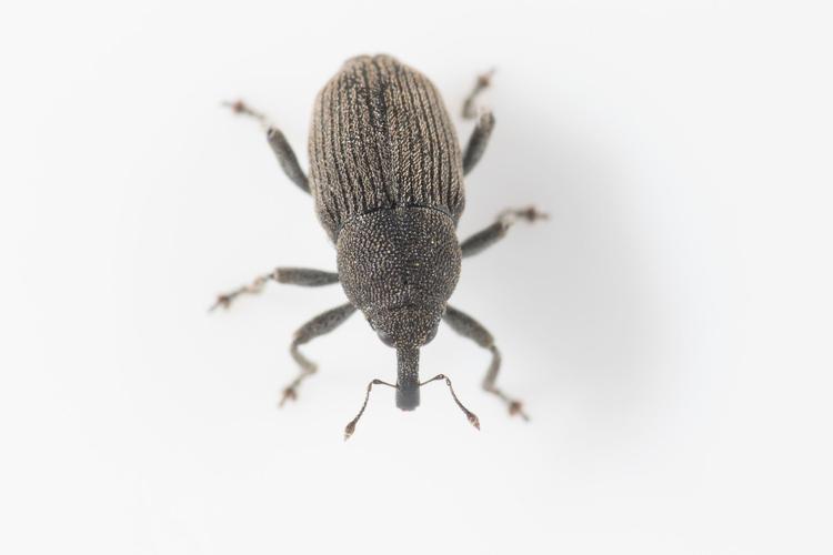 I starten af juni fandt biolog Andreas Bennetsen Boe en ny snudebille. Foto: Privatfoto