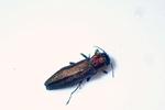 Den fundne pragtbille Agrilus auricollis er seks til otte millimeter og lever under barken på blandt andet elmetræer. Foto: Nationalpark Kongernes Nordsjælland