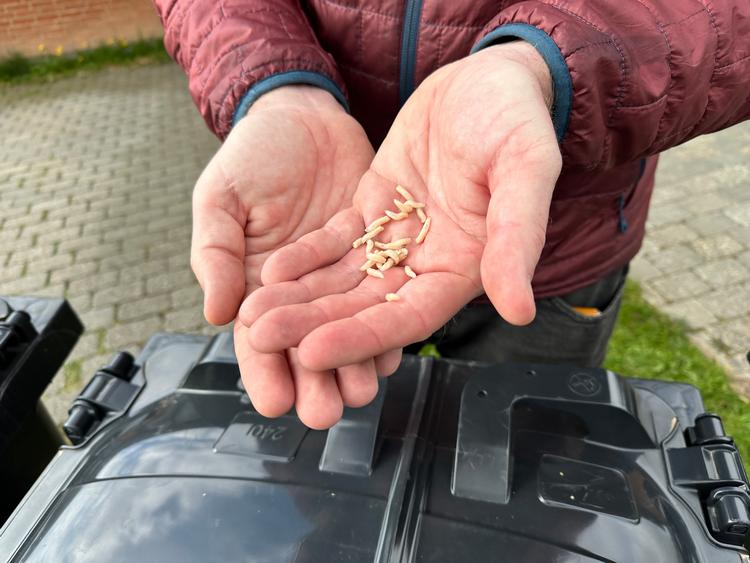 Maddiker og bananfluer trives godt i sommervarmen. Her er, hvad du kan gøre for at holde dem på afstand. 