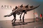 Stegosaurusen på billedet her kan opleves på museet Sotheby's i New York. Nu er en anden stegosaurus på vej til Danmark. Foto: Charly Triballeau/Ritzau Scanpix