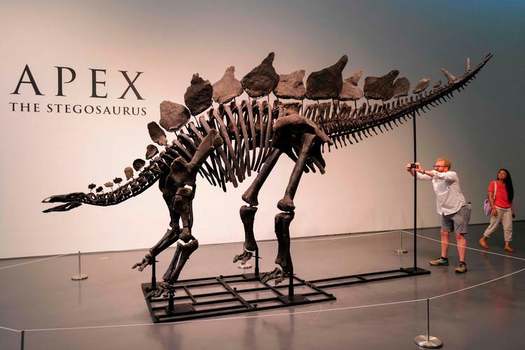 Stegosaurusen på billedet her kan opleves på museet Sotheby's i New York. Nu er en anden stegosaurus på vej til Danmark. Foto: Charly Triballeau/Ritzau Scanpix