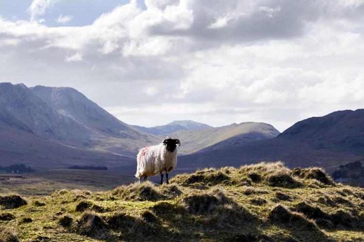 Irland er et af de fire EU-lande, som er i top-10 på en liste over globale skattely. 