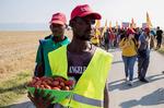 En afrikansk landarbejder holder en kurv med tomater  under en demonstration i Syditalien, efter at 16 migrant arbejdere døde i to trafikulykker. Begge ulykker skyldtes overfyldte biler, og de skete med to dages mellemrum. Roeberto A’agostino/Ritzau Scanpix/Ritzau Scanpix
