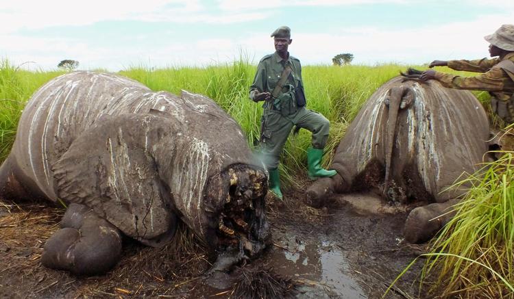 Mens Botswana hidtil har været et tilflugtssted for elefanter, står det meget dårligt til for elefanterne i DR Congo. Kampe mellem militante grupper baner vejen for krybskytteri, der har presset bestanden i bund.  Arkivfoto African Parks