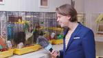 Guldhamsteren Olaf (tv.) er en af de mere kække quizdeltagere, men det er ikke altid, han kan svare på quizværten Stefans spørgsmål. 
