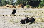 Fotografen venter 20 minutter på at få det rigtige motiv af den udsultede sudanske pige, der slæber sig hen over ørkensandet. Så efterlader han hende. Der spekuleres i, om fotoet af det udmarvede barn, der vandt Pulitzerprisen i 1994, var en af årsagerne til, at fotografen senere begik selvmord. Var det hans påtvungne rolle som passiv iagttager, der slog ham ihjel? 
