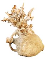 Når en amfora ligger i havet i hen ved to tusinde år, sætter naturen sine aftryk. Her er det røde koraller, der har taget bolig på en græsk vase fremstillet i terrakotta, som blev fundet nær øen Levanz vest for Sicilien. 