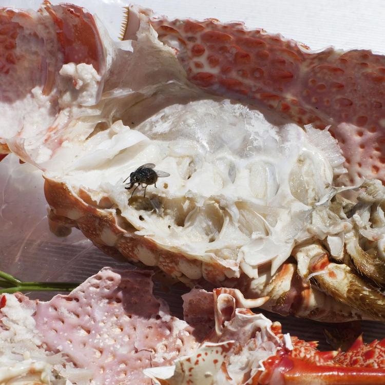 Wolfgang Tillmans’ moderne version af et vanitas, ’astro crusto, a’ fra 2014, er så stort, at fluen er på størrelse med en knyttet næve. 