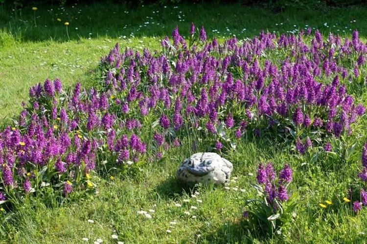 Andrews gøgeurter i Harlev.  